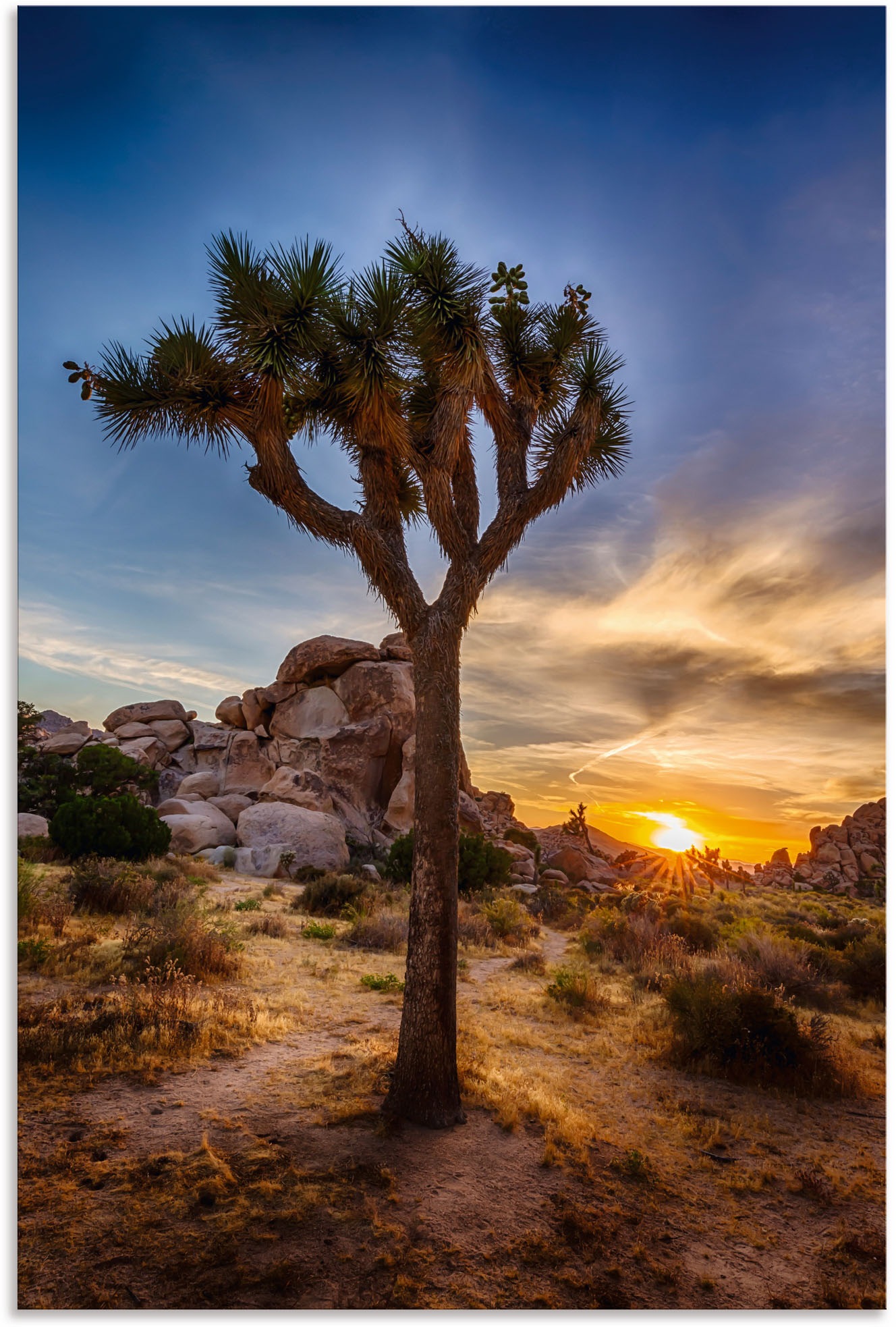 Artland Wandbild »Sonnenuntergang Joshua Tree NationalPark« (1 Stück), in vielen Grössen & Produktarten - Alubild / Outdoorbild für den Aussenbereich, Leinwandbild, Poster, Wandaufkleber / Wandtattoo auch für Badezimmer geeignet