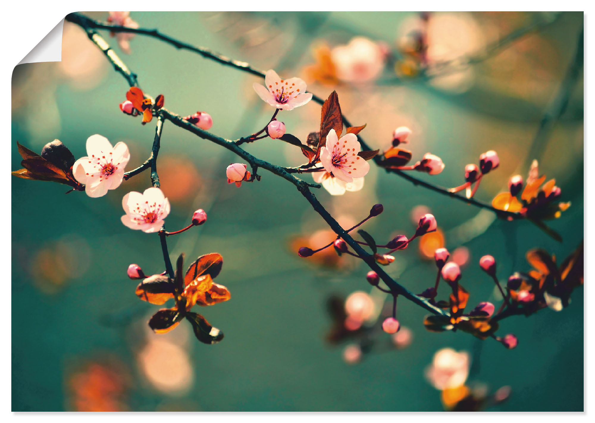 Artland Wandbild »Japanische Kirsch Sakura Blumen«, Blumen, (1 St.), als Alubild, Leinwandbild, Wandaufkleber oder Poster in versch. Grössen